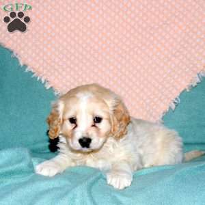 Ralph, Cocker Spaniel Mix Puppy