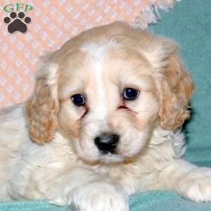 Ralph, Cocker Spaniel Mix Puppy