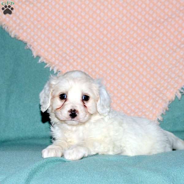 Randall, Cocker Spaniel Mix Puppy