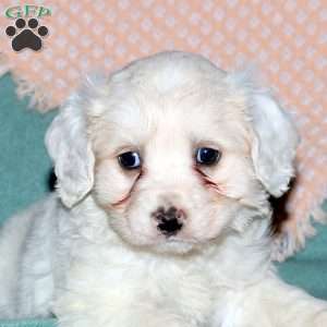 Randall, Cocker Spaniel Mix Puppy