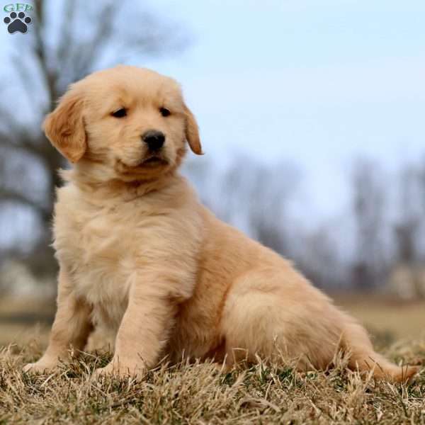 Randy, Golden Retriever Puppy