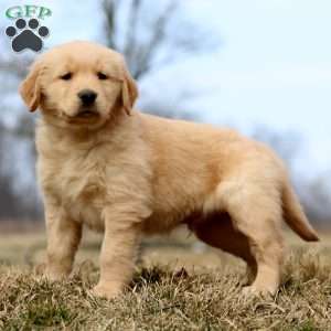 Randy, Golden Retriever Puppy