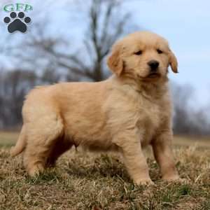 Randy, Golden Retriever Puppy