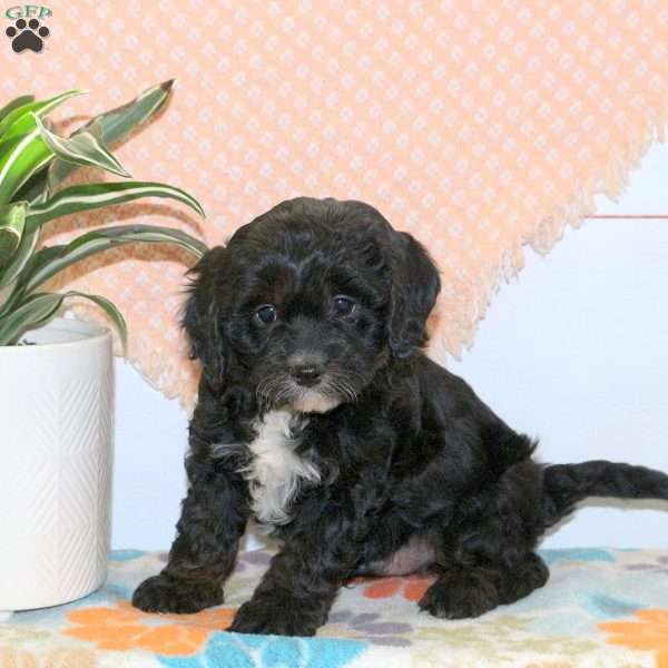 Ranger, Cavapoo Puppy