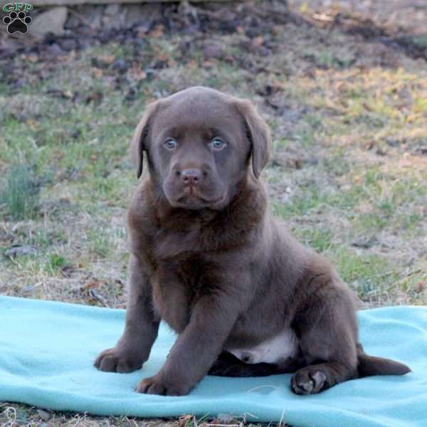 Ranger, Chocolate Labrador Retriever Puppy