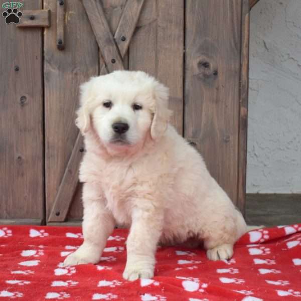 Ranger, English Cream Golden Retriever Puppy