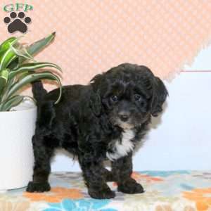 Ranger, Cavapoo Puppy