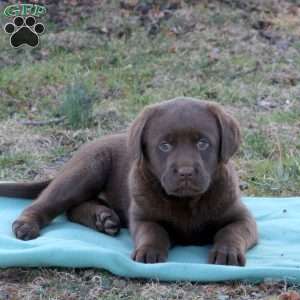 Ranger, Chocolate Labrador Retriever Puppy