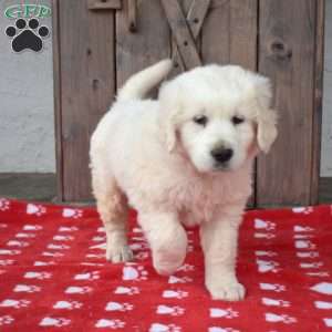 Ranger, English Cream Golden Retriever Puppy