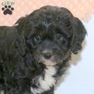 Ranger, Cavapoo Puppy