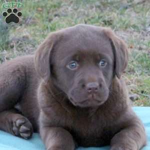 Ranger, Chocolate Labrador Retriever Puppy