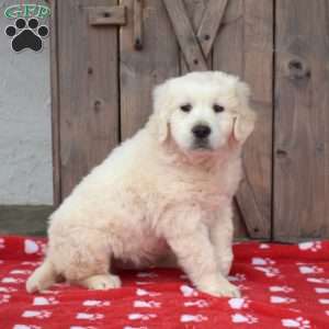 Ranger, English Cream Golden Retriever Puppy