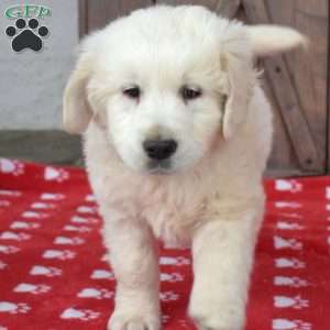 Ranger, English Cream Golden Retriever Puppy