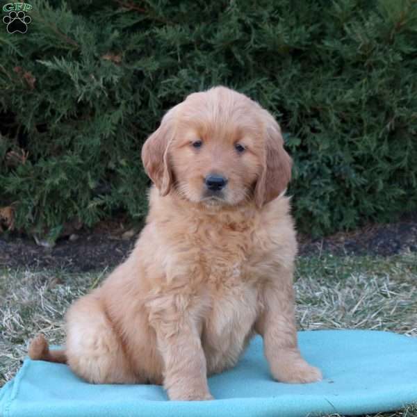 Rosalie, Goldendoodle Puppy