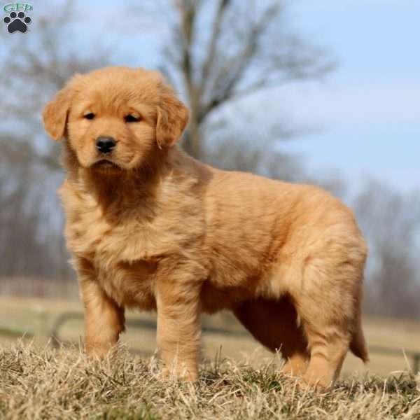 Rayna, Golden Retriever Puppy