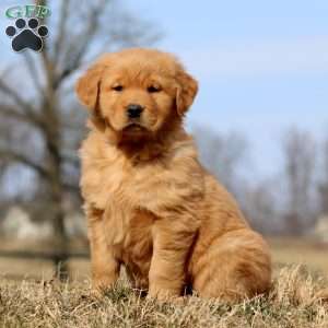 Rayna, Golden Retriever Puppy