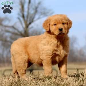 Rayna, Golden Retriever Puppy