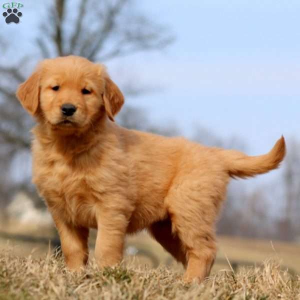 Reba, Golden Retriever Puppy