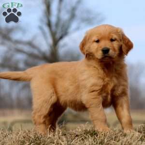 Reba, Golden Retriever Puppy