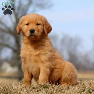 Reba, Golden Retriever Puppy