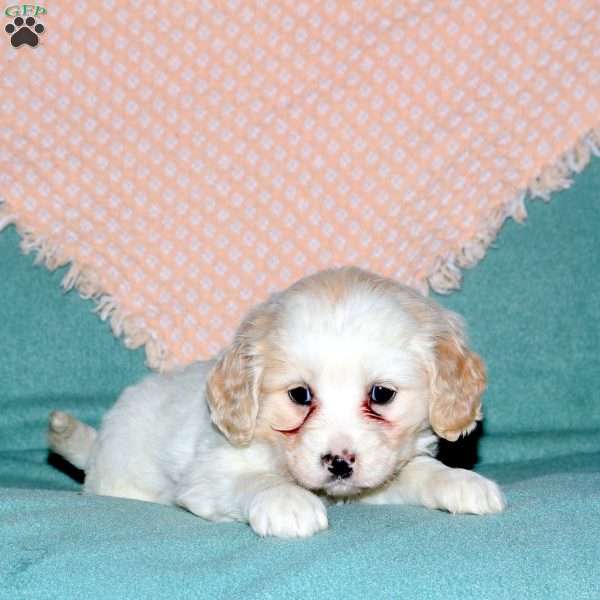 Rebecca, Cocker Spaniel Mix Puppy