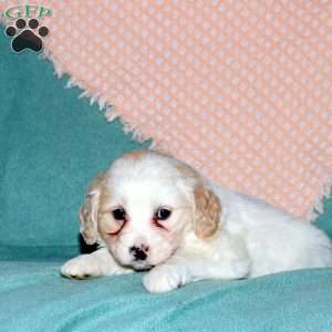 Rebecca, Cocker Spaniel Mix Puppy