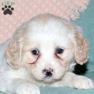 Rebecca, Cocker Spaniel Mix Puppy