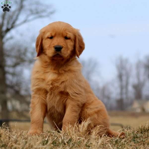 Reece, Golden Retriever Puppy