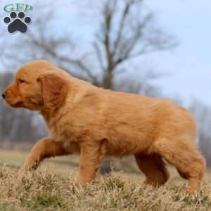 Reece, Golden Retriever Puppy