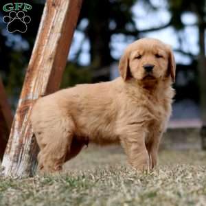 Reece, Golden Retriever Puppy