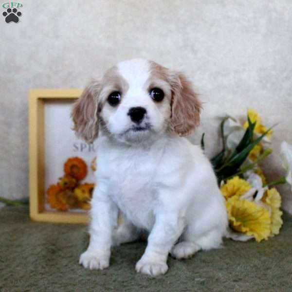 Reese, Cavachon Puppy