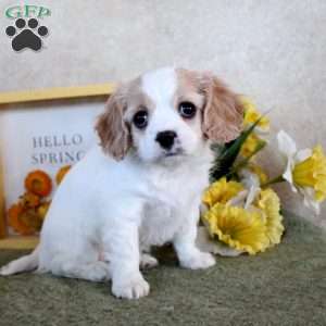 Reese, Cavachon Puppy