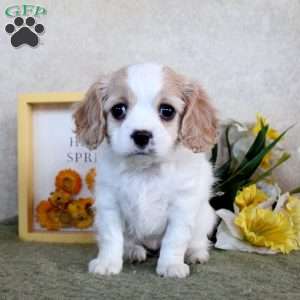 Reese, Cavachon Puppy