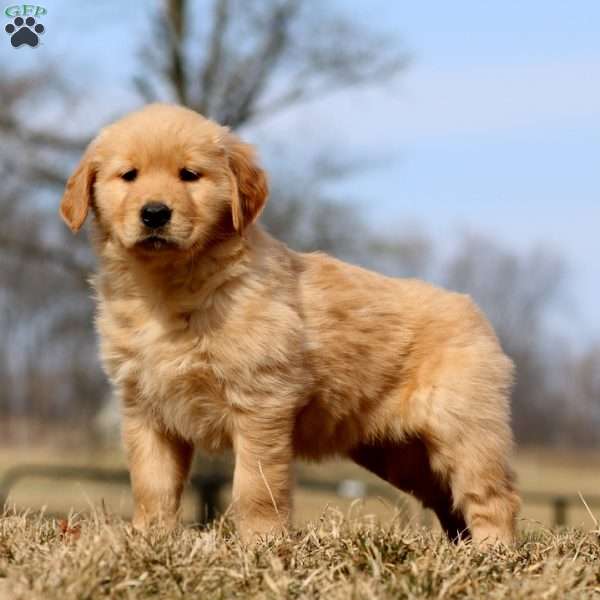 Rianna, Golden Retriever Puppy