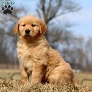 Rianna, Golden Retriever Puppy