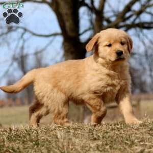 Rianna, Golden Retriever Puppy