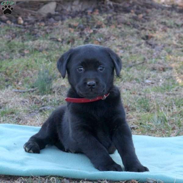 Riley, Black Labrador Retriever Puppy