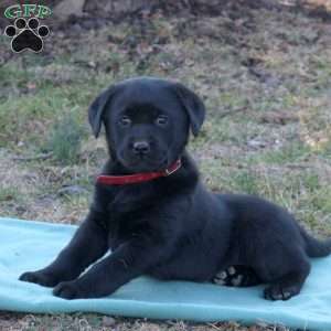 Riley, Black Labrador Retriever Puppy