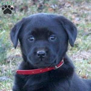 Riley, Black Labrador Retriever Puppy