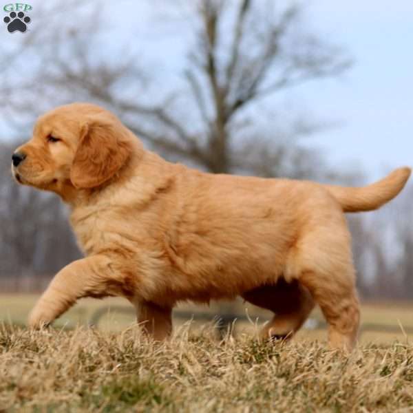 Riley, Golden Retriever Puppy