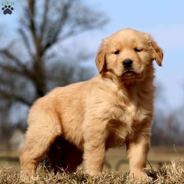 Rilynn, Golden Retriever Puppy