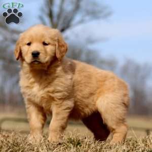 Rilynn, Golden Retriever Puppy