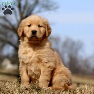 Rilynn, Golden Retriever Puppy