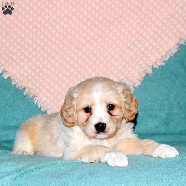 River, Cocker Spaniel Mix Puppy