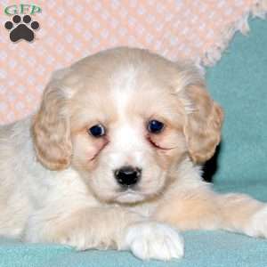 River, Cocker Spaniel Mix Puppy