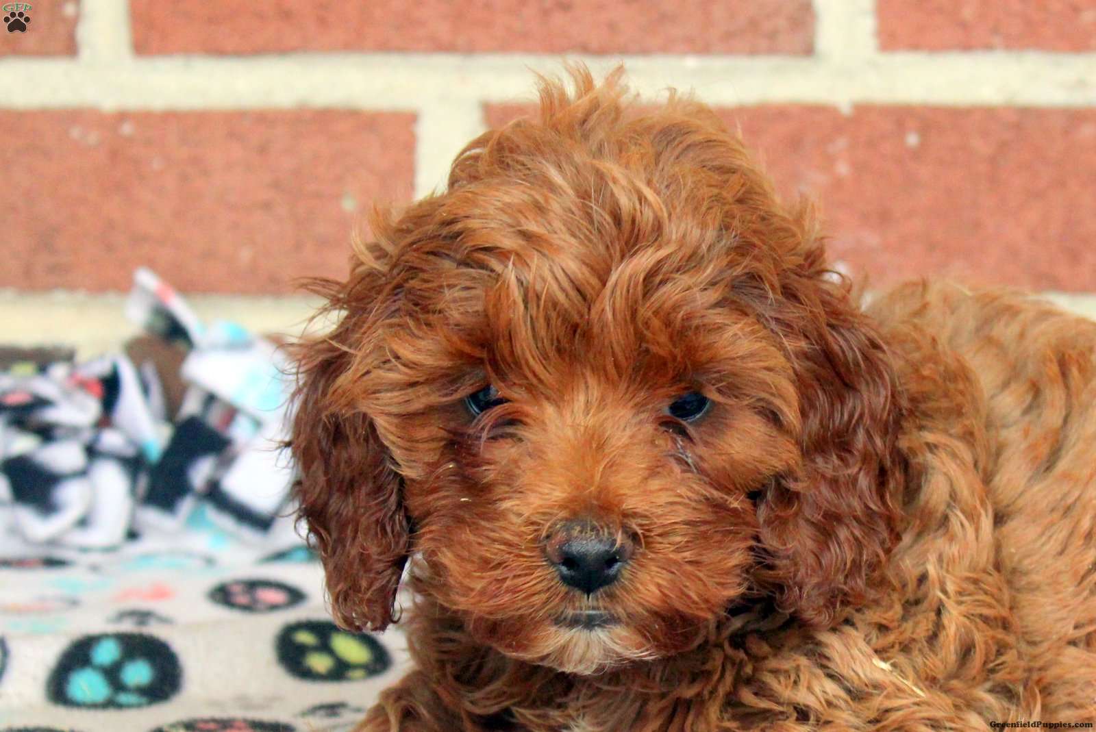 River - Cockapoo Puppy For Sale in Pennsylvania
