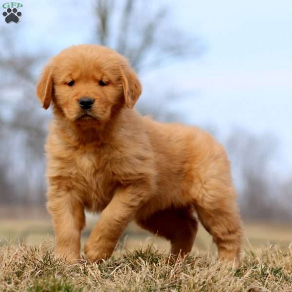 River, Golden Retriever Puppy