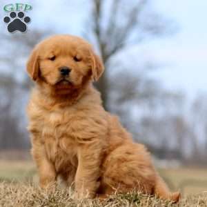 River, Golden Retriever Puppy