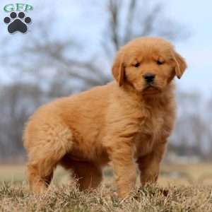 River, Golden Retriever Puppy