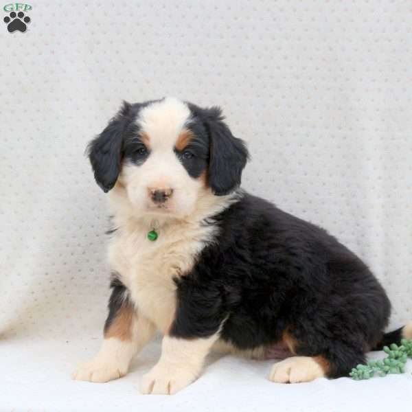 Rocket, Bernedoodle Puppy